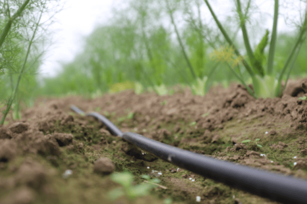 Irrigeren met gedesinfecteerd RWZI-water