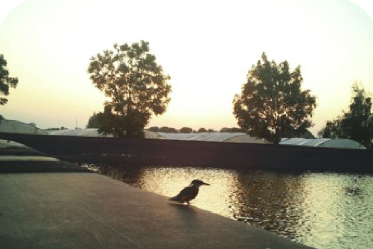 foliebekken ijsvogel
