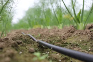 Irrigeren met gedesinfecteerd RWZI-water