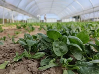 Spinazieproef Irricoli ©Inagro