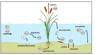 fosforreacties-in-fws-wetlands